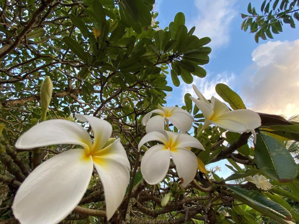 Haena Beachfront With Stunning Panoramic Ocean Views Tvnc # 5134 Villa Hanalei Exterior photo